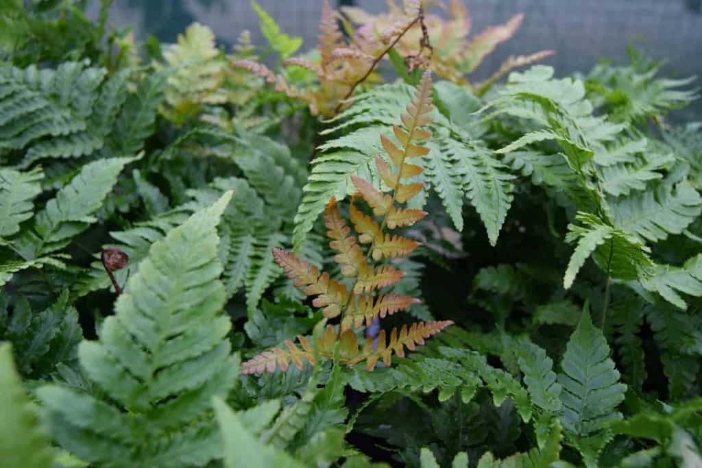 Dryopteris erythrosora ---